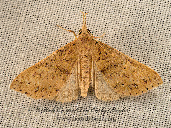 Renia salusalis  LITTER MOTH 9050202z