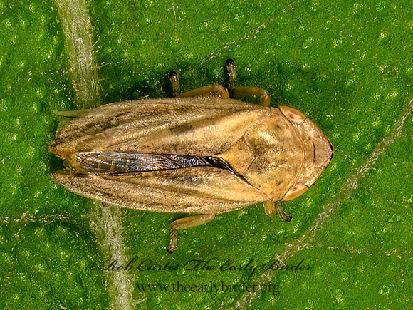 Philaenus spumarius MEADOW SPITTLEBUG 9079060z