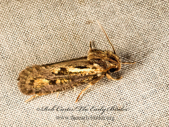 Acrolophus popeanella  CLEMEN'S GRASS TUBEWORM MOTH 9049522z