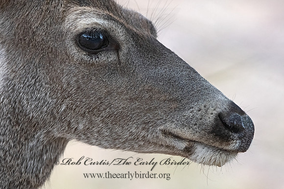 Odocoileus hemionus eremicus  DESERT MULE DEER 3037381z