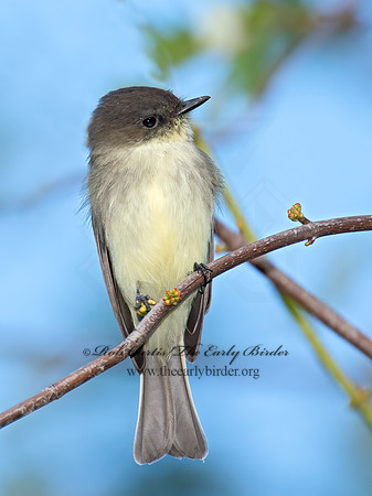 Sayornis phoebe  EASTERN PHOEBE 9014895z
