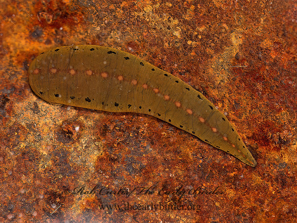 Macrobdella décora  NORTH AMERICAN LEECH 9051941z