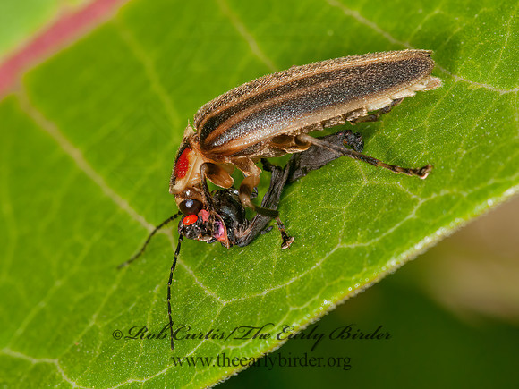 Photuris 3015955z