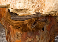 Eptesicus fuscus BIG BROWN BAT 8017095z
