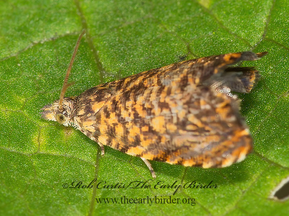 Dichrorampha leopardana OLETHREUTINAE TORTRICID MOTH 9003204z
