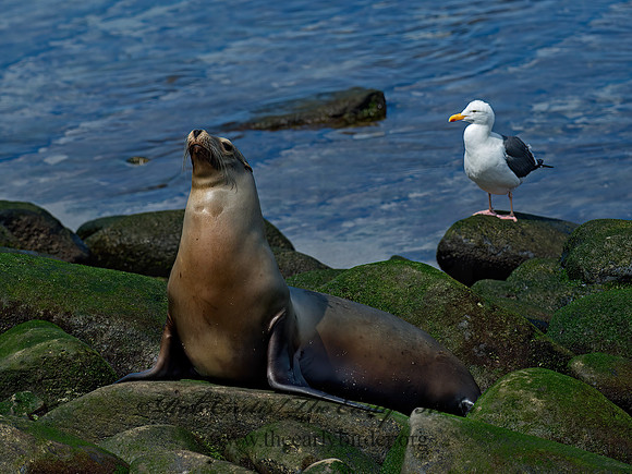 Zalophus californianus  CALIFORNIA SEA LION 9055864z