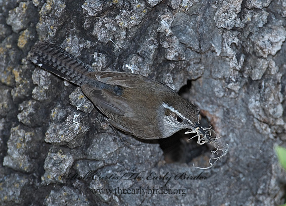 Thyromanes bewickii  BEWICK'S WREN 7008779z