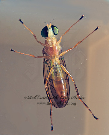 Ptecticus trivittatus  SOLDIER FLY 78123z