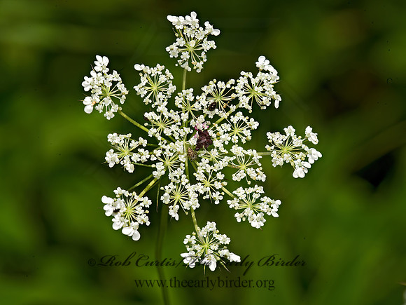Daucus carota  QUEEN ANNE'S LACE 9040609z