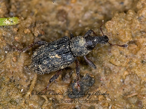 Listronotus 6009714z