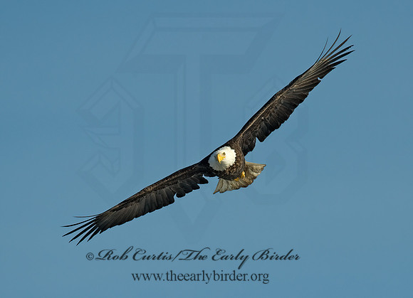 Haliaeetus leucocephalus  BALD EAGLE 8000772z