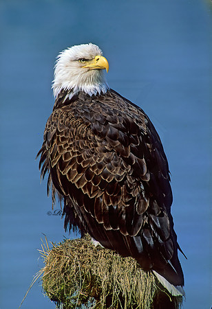 Haliaeetus leucocephalus  BALD EAGLE 228301z