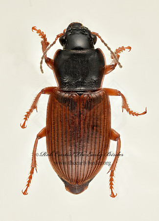 Anisodactylus sanctaecrucis 9019664z