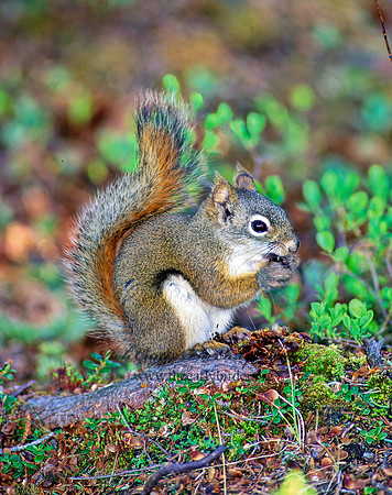 Tamiasciurus hudsonicus  AMERICAN RED SQUIRREL  240229 z