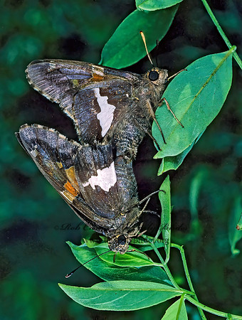 Epargyreus clarus 154832 SILVER SPOTTED SKIPPERz