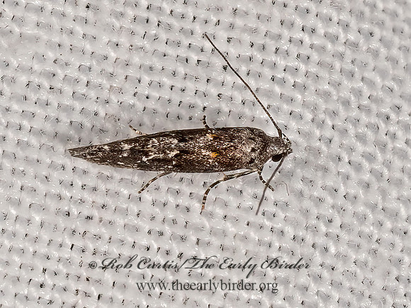 Coleotechnites  TWIRLER MOTH 3023768z