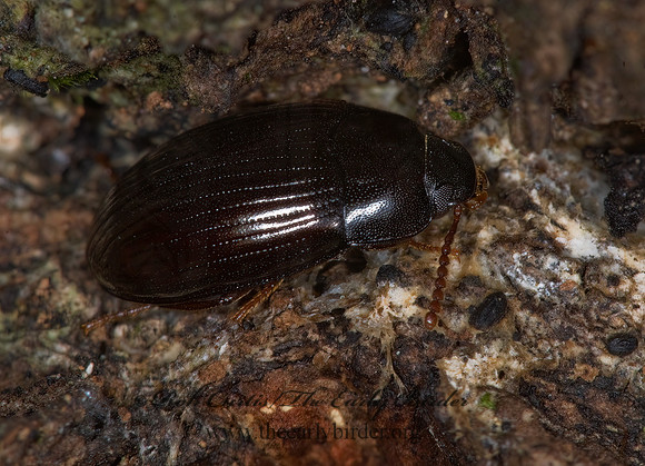 Platydema americanum  DIAPERINAE DARKLING BEETLE 6016811 (1)