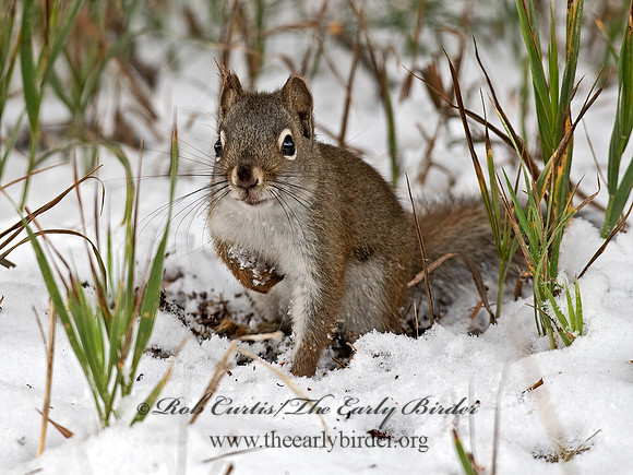 Tamasciurus hudsonicus  PINE SQUIRREL 6037008z