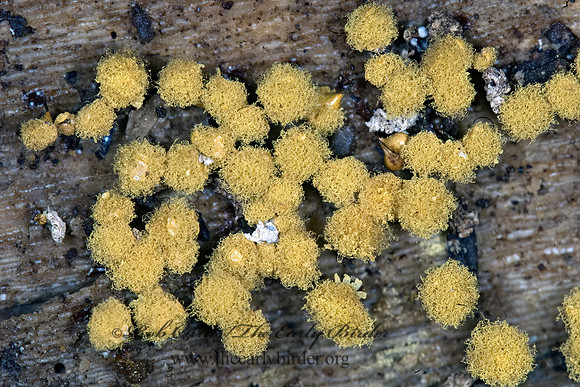 Myxogastria  SLIME MOLD 6007857z