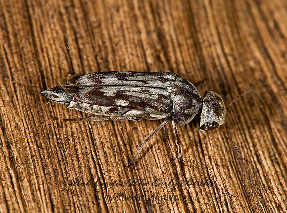 Yakuhananomia bidentata 8005975z