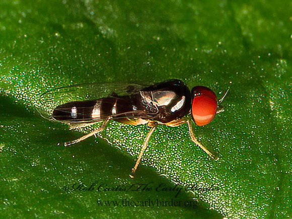 Bertamyia notata  FLAT-FOOTED FLY 9066559z