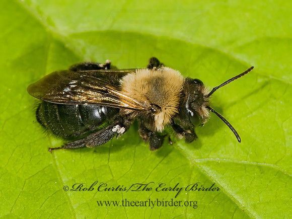Andrena carlini 8014693z