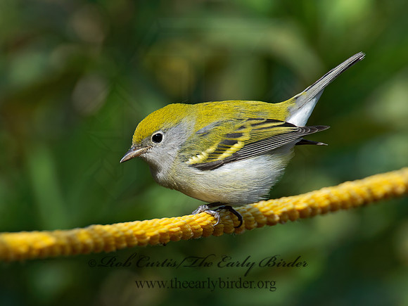 Setophaga pennsylvanica  CHESTNUT-SIDED WARBLER 9005519z