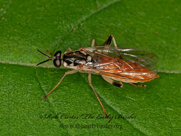Xylomya tenthredinoides  XYLOMYID FLY 3015400z