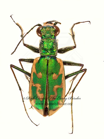 Ellipsoptera marutha 9015909z