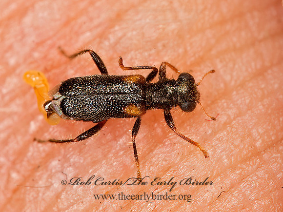 Phyllobaenus humeralis  CHECKERED BEETLE 9051737z
