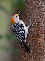 Melanerpes aurifrons  GOLDEN-FRONTED WOODPECKER 3030962z