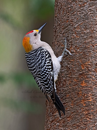 Melanerpes aurifrons  GOLDEN-FRONTED WOODPECKER 3030962z