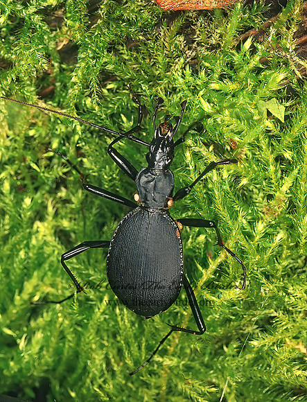 Scaphinotus angusticollis 150317z