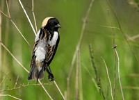Dolichonyx oryzivorus BOBOLINK 8004321z