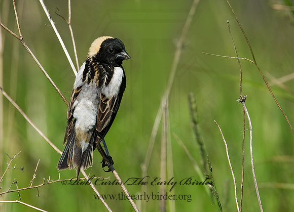 Dolichonyx oryzivorus  BOBOLINK 8004321z