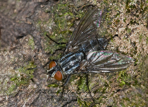 Sarcophagidae  FLESH FLY 6016992z