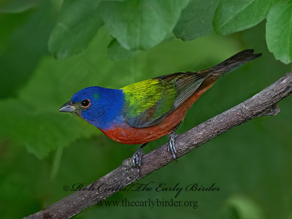 Passerina ciris  PAINTED BUNTING 3030590z