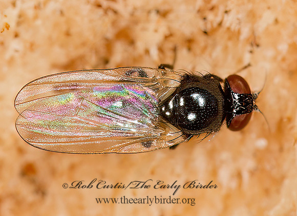 Lonchaea  LANCE FLY 9023927z