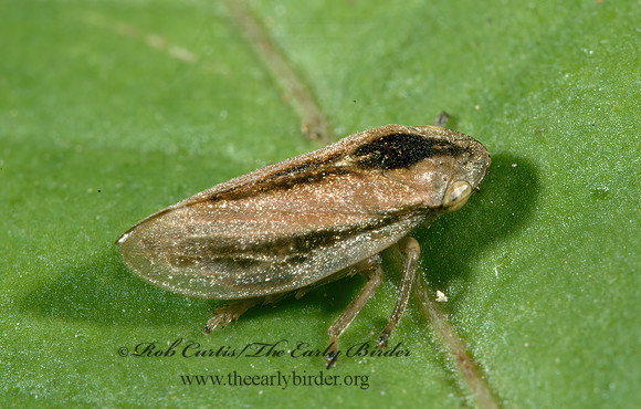 Philaenus spumarius  MEADOW SPITTLEBUG 5000938z