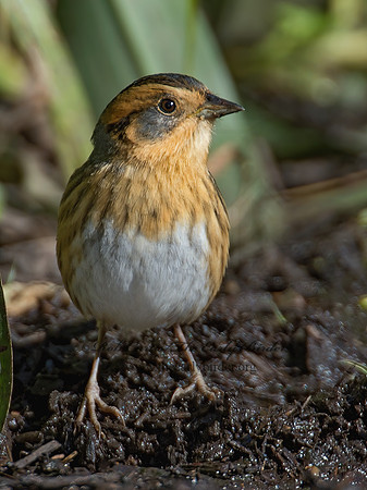Ammospiza nelsoni  NELSON'S SPARROW 9004897z