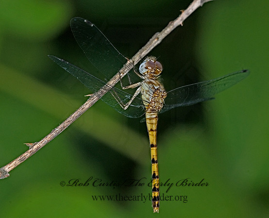 Erythemis simplicicollis EASTERN PONDHAWK 6008914 F