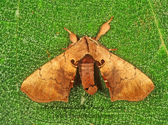 Apatelodes  AMERICAN SILKWORM MOTH  202119z