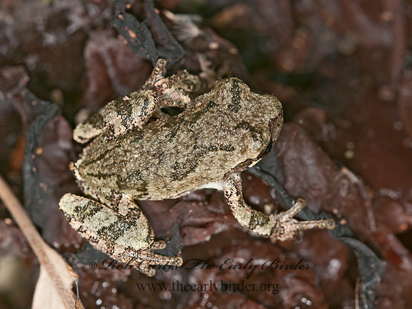 Dryphytes versicolor  GRAY TREE FROG 3014957 z