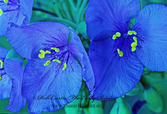 Tradescantia ohiensis  OHIO SPIDERWORT 154726z