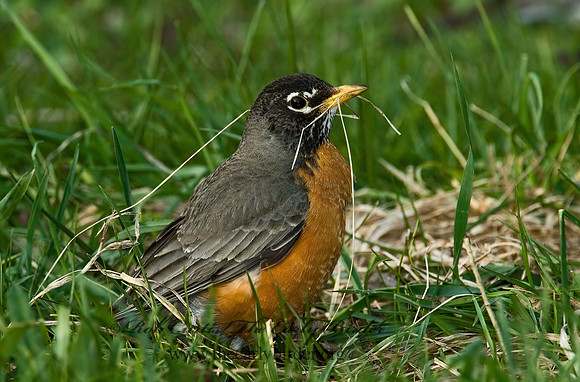 Turdus migratorius  AMERICAN ROBIN 5005043z