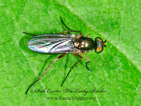Gymnopternus LONGLEGGED FLY 8034309z