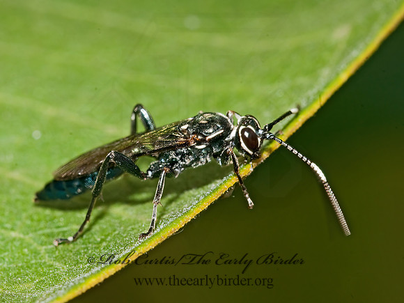 Coelichneumon 3009003z