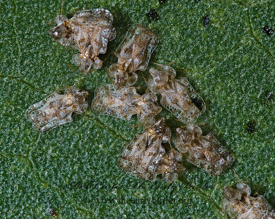 Corythucha morrilli 6026339z