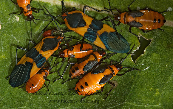 Oncopeltus fasciatus  LARGE MILKWEED BUG 5002239z
