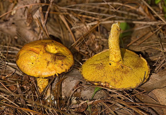 Suillus americanus  CHICKEN FAT MUSHROOM 8017778z